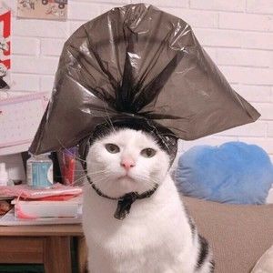 Meet your Posher, Nguyenhoang